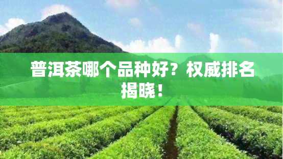 普洱茶哪个品种好？权威排名揭晓！