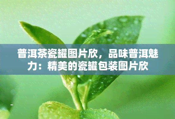 普洱茶瓷罐图片欣，品味普洱魅力：精美的瓷罐包装图片欣