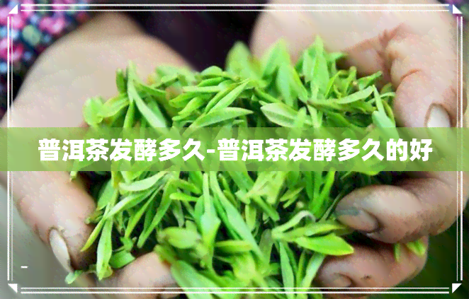 普洱茶发酵多久-普洱茶发酵多久的好