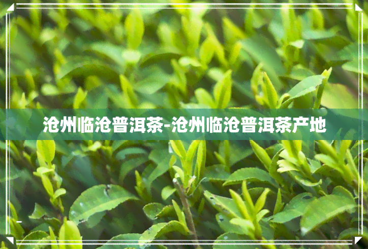 沧州临沧普洱茶-沧州临沧普洱茶产地