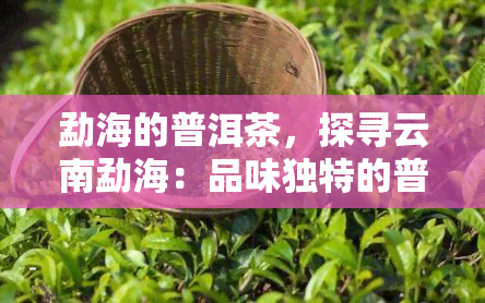 勐海的普洱茶，探寻云南勐海：品味独特的普洱茶文化