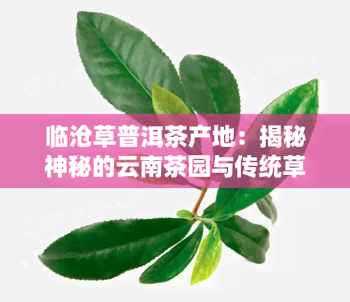 临沧草普洱茶产地：揭秘神秘的云南茶园与传统草房文化