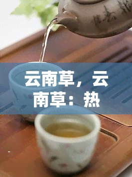 云南草，云南草：热带雨林的绿色瑰宝