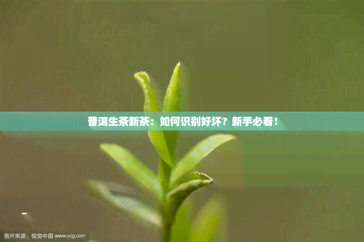 普洱生茶新茶：如何识别好坏？新手必看！