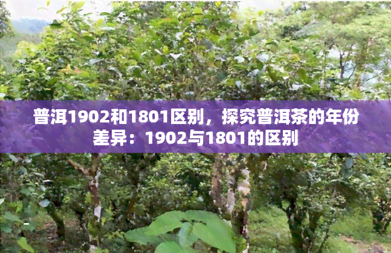 普洱1902和1801区别，探究普洱茶的年份差异：1902与1801的区别