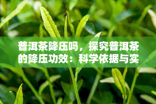 普洱茶降压吗，探究普洱茶的降压功效：科学依据与实践应用