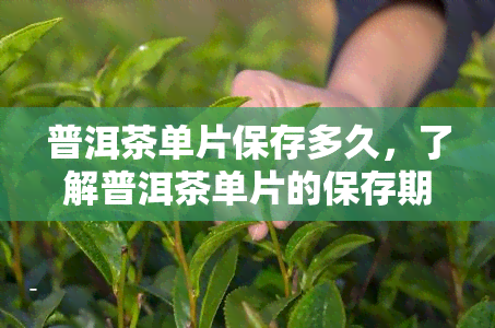 普洱茶单片保存多久，了解普洱茶单片的保存期限，让你品饮更安心！