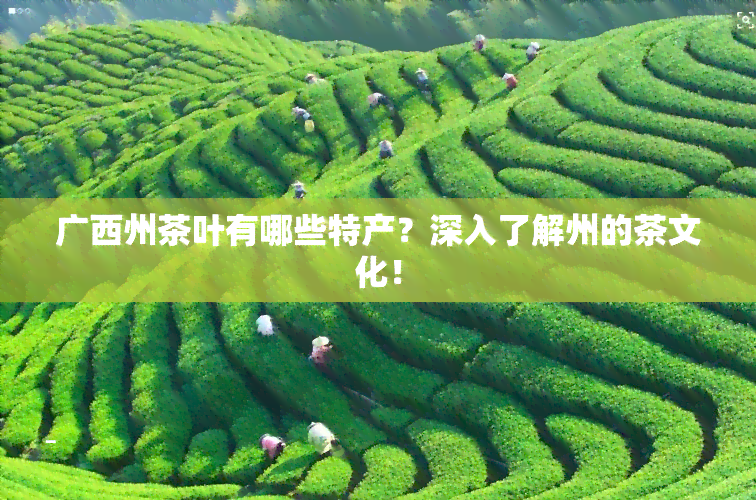 广西州茶叶有哪些特产？深入了解州的茶文化！