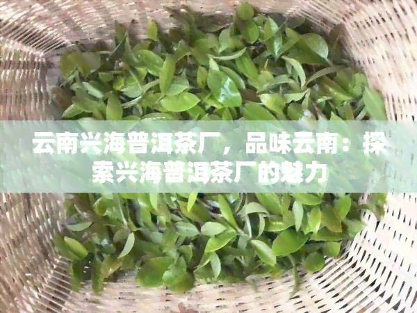 云南兴海普洱茶厂，品味云南：探索兴海普洱茶厂的魅力