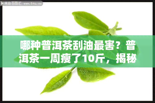 哪种普洱茶刮油最害？普洱茶一周瘦了10斤，揭秘刮油效果的普洱茶