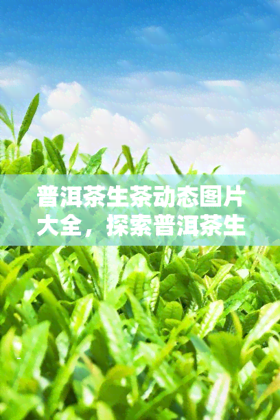 普洱茶生茶动态图片大全，探索普洱茶生茶的魅力：动态图片大全一览