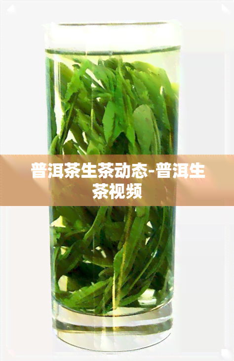 普洱茶生茶动态-普洱生茶视频