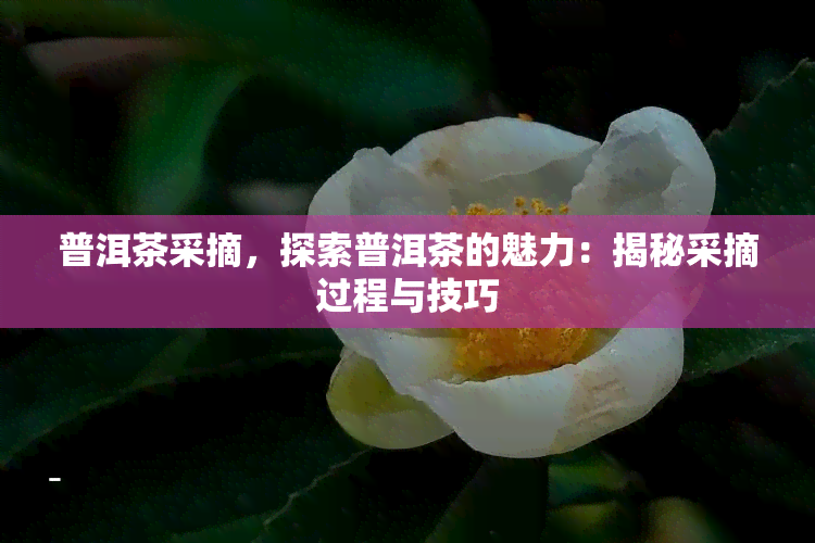 普洱茶采摘，探索普洱茶的魅力：揭秘采摘过程与技巧