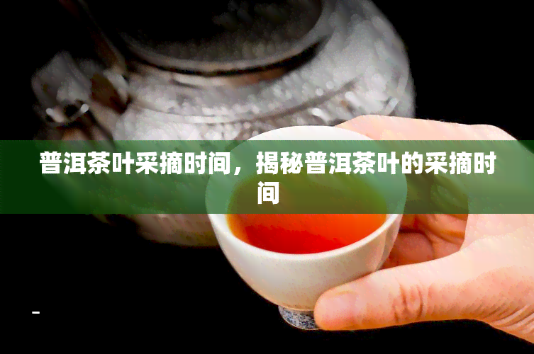 普洱茶叶采摘时间，揭秘普洱茶叶的采摘时间