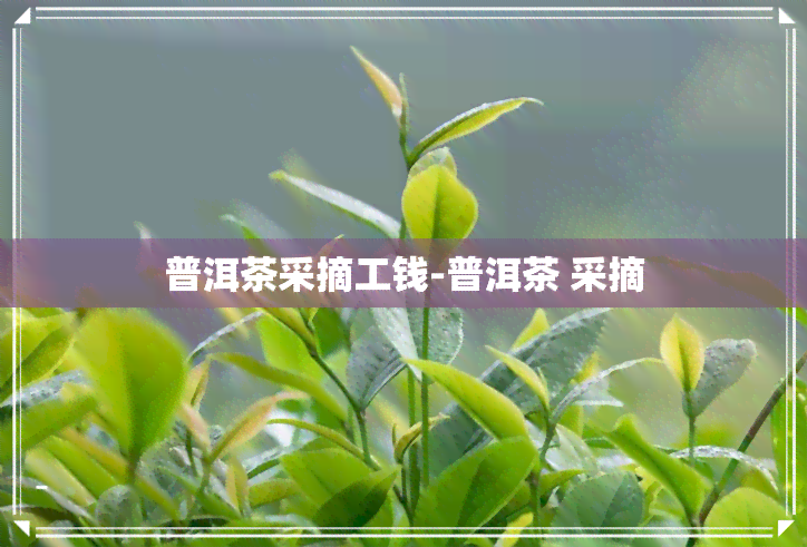 普洱茶采摘工钱-普洱茶 采摘