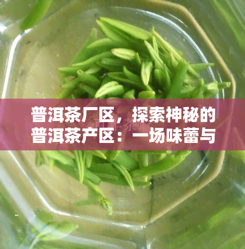 普洱茶厂区，探索神秘的普洱茶产区：一场味蕾与视觉的宴