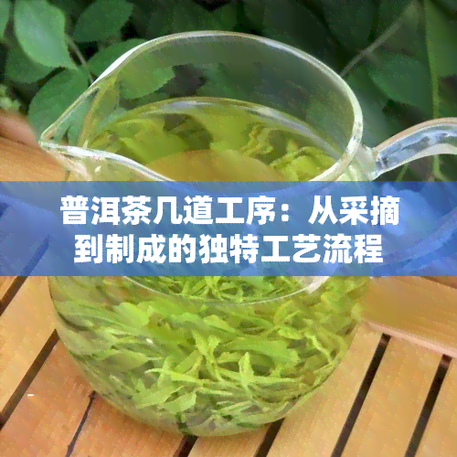 普洱茶几道工序：从采摘到制成的独特工艺流程