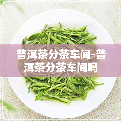 普洱茶分茶车间-普洱茶分茶车间吗