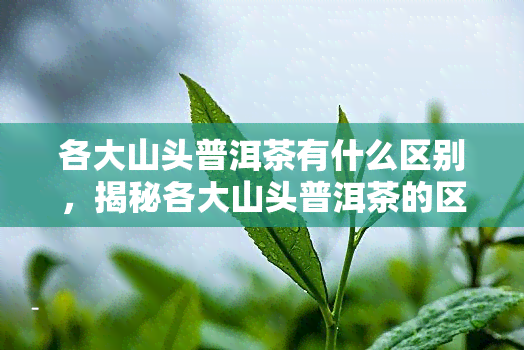 各大山头普洱茶有什么区别，揭秘各大山头普洱茶的区别：口感、香气和产地的差异