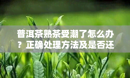 普洱茶熟茶受潮了怎么办？正确处理方法及是否还能饮用解析