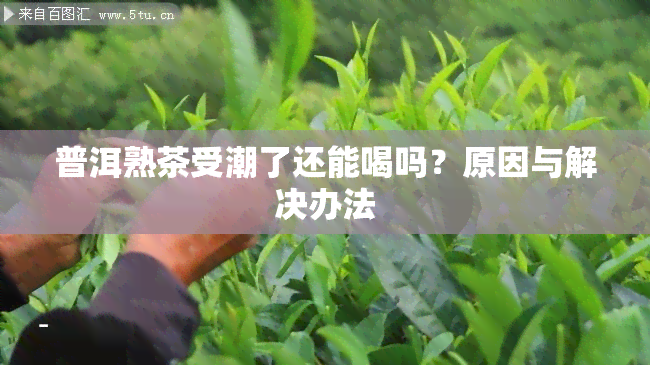 普洱熟茶受潮了还能喝吗？原因与解决办法