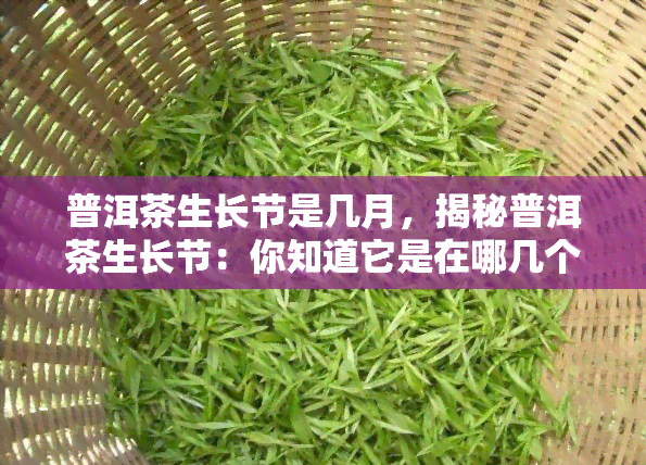 普洱茶生长节是几月，揭秘普洱茶生长节：你知道它是在哪几个月吗？