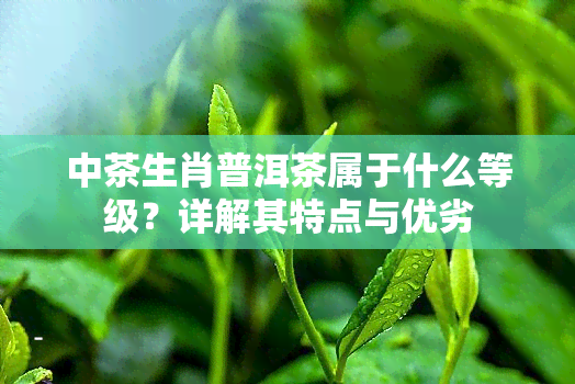 中茶生肖普洱茶属于什么等级？详解其特点与优劣