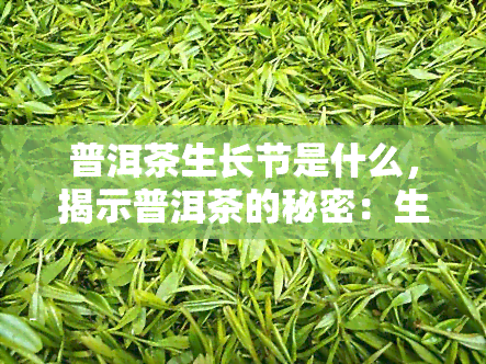 普洱茶生长节是什么，揭示普洱茶的秘密：生长节的解析