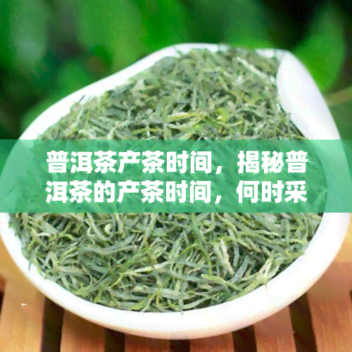 普洱茶产茶时间，揭秘普洱茶的产茶时间，何时采摘？