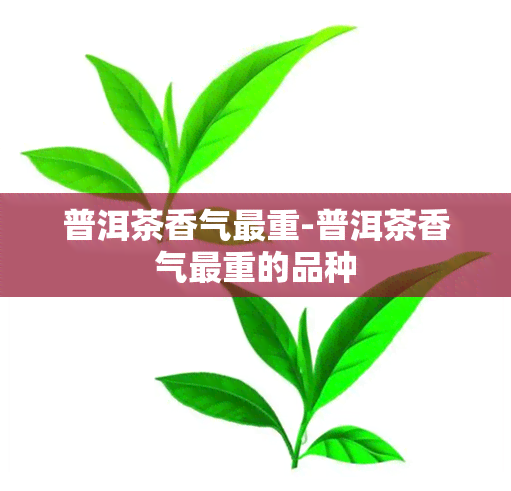 普洱茶香气最重-普洱茶香气最重的品种