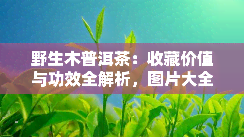 野生木普洱茶：收藏价值与功效全解析，图片大全及1000克展示