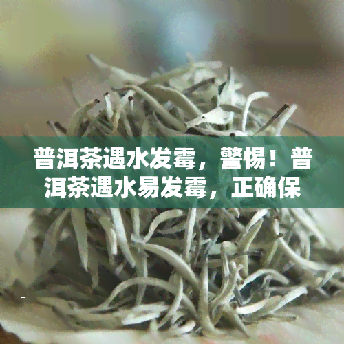 普洱茶遇水发霉，警惕！普洱茶遇水易发霉，正确保存方法大揭秘