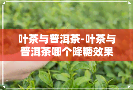 叶茶与普洱茶-叶茶与普洱茶哪个降糖效果