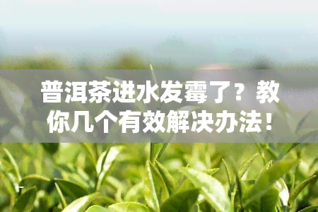 普洱茶进水发霉了？教你几个有效解决办法！