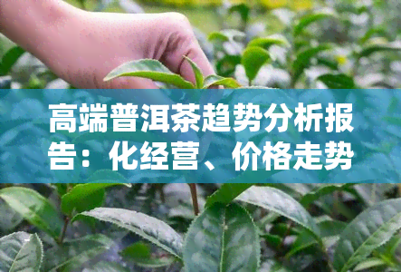 高端普洱茶趋势分析报告：化经营、价格走势与未来前景