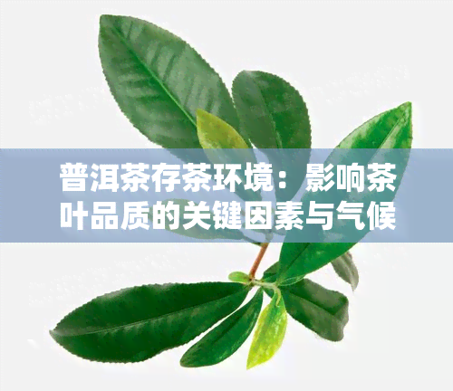 普洱茶存茶环境：影响茶叶品质的关键因素与气候条件的关系