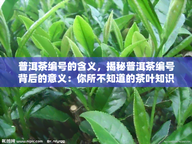 普洱茶编号的含义，揭秘普洱茶编号背后的意义：你所不知道的茶叶知识