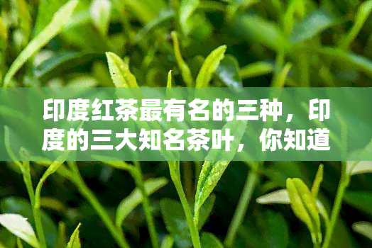 印度红茶最有名的三种，印度的三大知名茶叶，你知道吗？