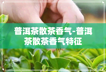 普洱茶散茶香气-普洱茶散茶香气特征