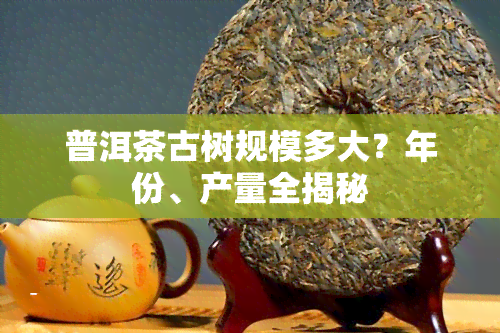 普洱茶古树规模多大？年份、产量全揭秘