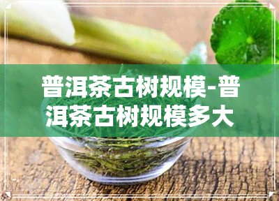 普洱茶古树规模-普洱茶古树规模多大