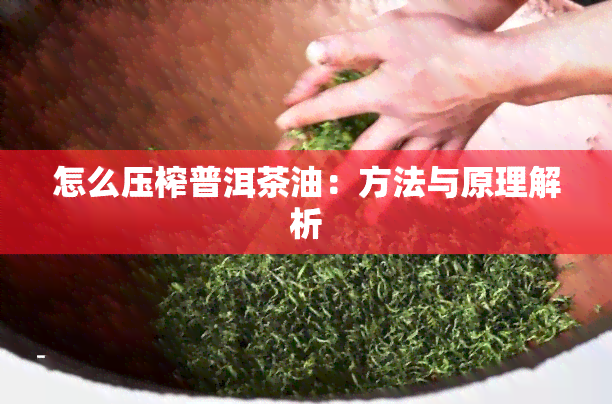 怎么压榨普洱茶油：方法与原理解析