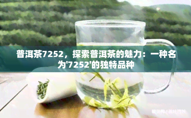 普洱茶7252，探索普洱茶的魅力：一种名为'7252'的独特品种