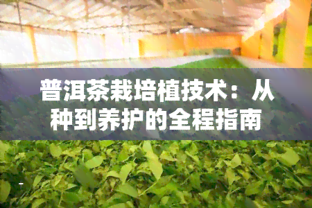 普洱茶栽培植技术：从种到养护的全程指南