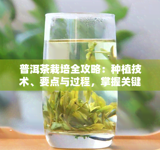 普洱茶栽培全攻略：种植技术、要点与过程，掌握关键栽培条件