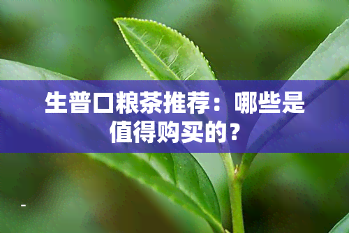 生普口粮茶推荐：哪些是值得购买的？