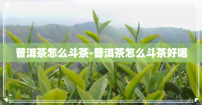 普洱茶怎么斗茶-普洱茶怎么斗茶好喝