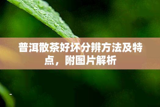 普洱散茶好坏分辨方法及特点，附图片解析