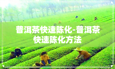 普洱茶快速陈化-普洱茶快速陈化方法