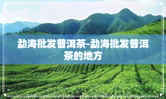 勐海批发普洱茶-勐海批发普洱茶的地方